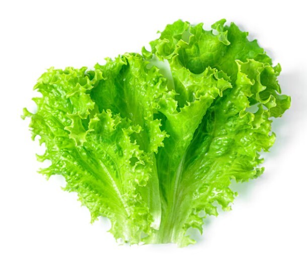 Lettuce Green